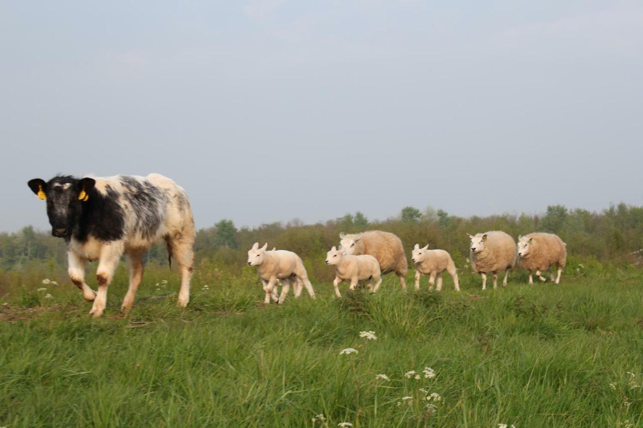 Vakantiehuis Rust in de onruste Kamperland Buitenkant foto